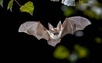 LES CHAUVES-SOURIS DANS LE MILIEU BATI